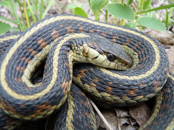 Photo of Thamnophis sirtalis by Krysia Tuttle